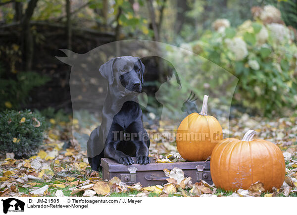 Labrador-Retriever-Mischling / Labrador-Retriever-Mongel / JM-21505