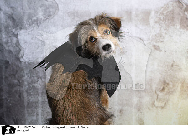 Mischling / mongrel / JM-21593