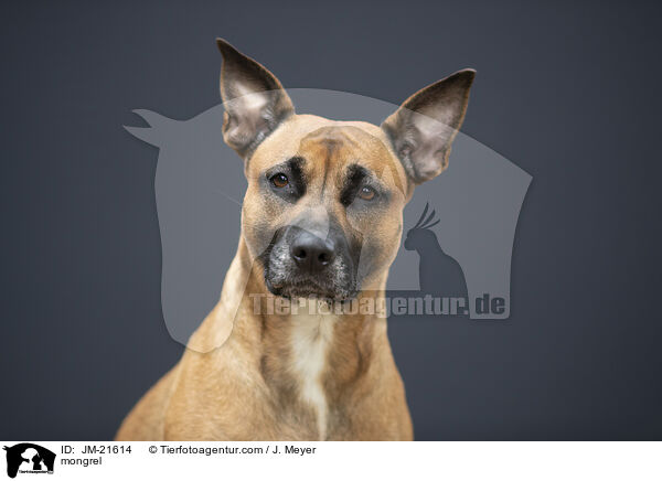 Mischling / mongrel / JM-21614