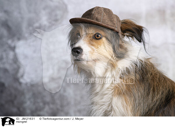 Mischling / mongrel / JM-21631