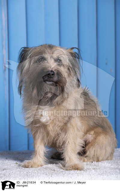 Mischling / mongrel / JM-21634