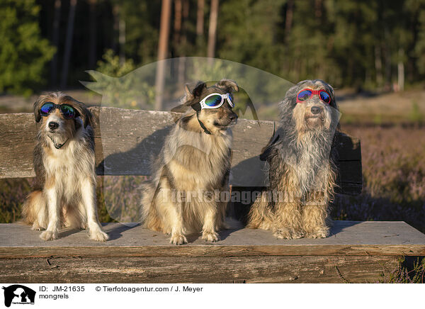 Mischlinge / mongrels / JM-21635