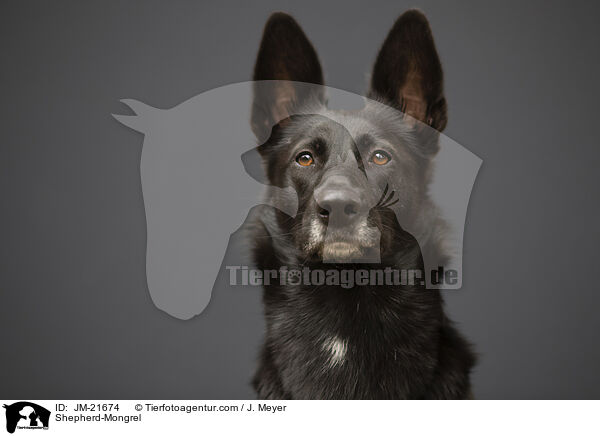 Schferhund-Mischling / Shepherd-Mongrel / JM-21674