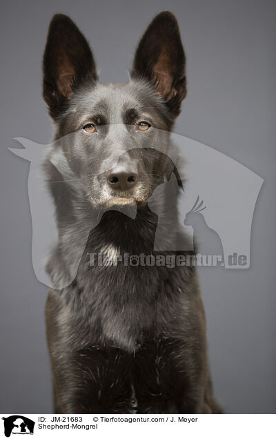 Schferhund-Mischling / Shepherd-Mongrel / JM-21683