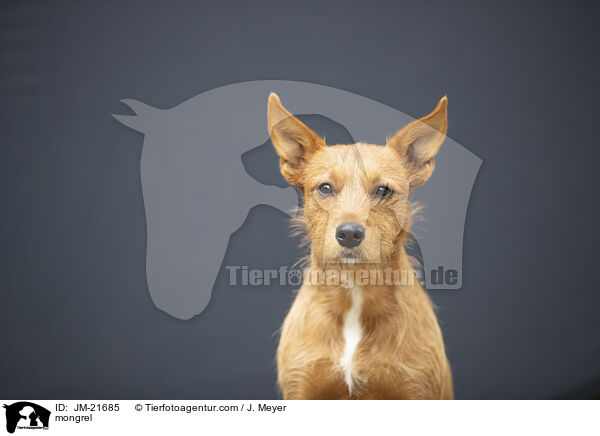 Mischling / mongrel / JM-21685