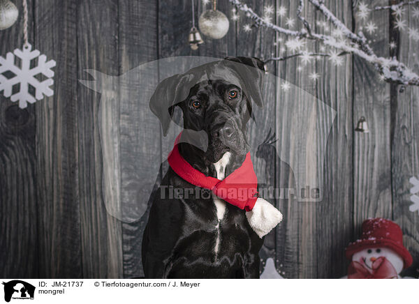 Mischling / mongrel / JM-21737
