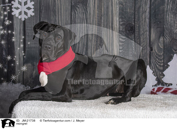 Mischling / mongrel / JM-21738