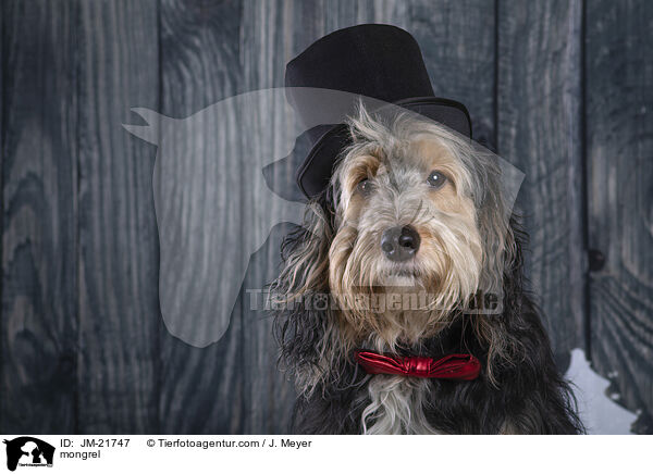 Mischling / mongrel / JM-21747