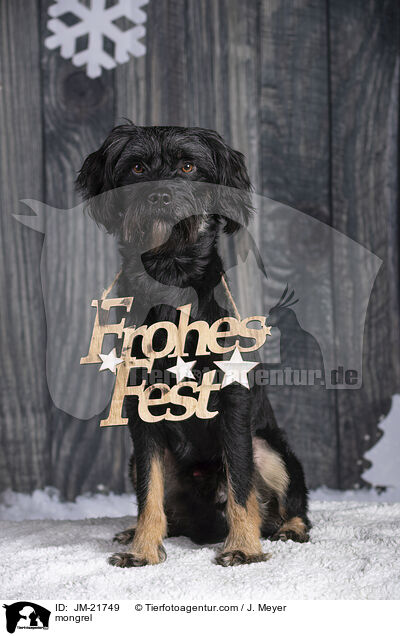 Mischling / mongrel / JM-21749