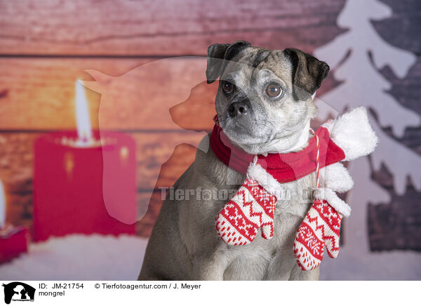 Mischling / mongrel / JM-21754