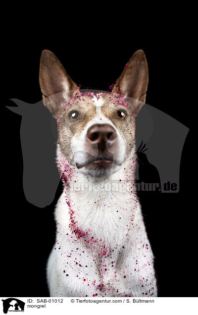 Mischling / mongrel / SAB-01012