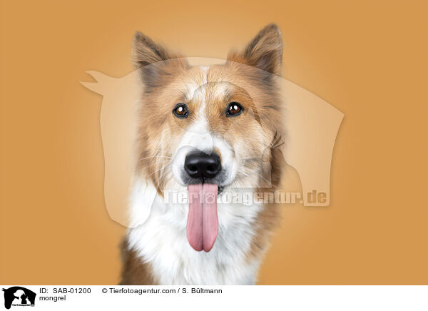 mongrel / SAB-01200