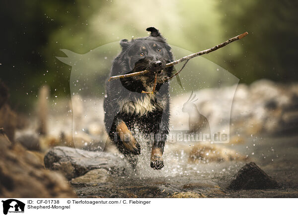 Schferhund-Mischling / Shepherd-Mongrel / CF-01738