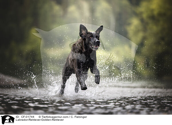 Labrador-Retriever-Golden-Retriever / Labrador-Retriever-Golden-Retriever / CF-01744