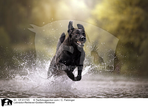 Labrador-Retriever-Golden-Retriever / Labrador-Retriever-Golden-Retriever / CF-01745