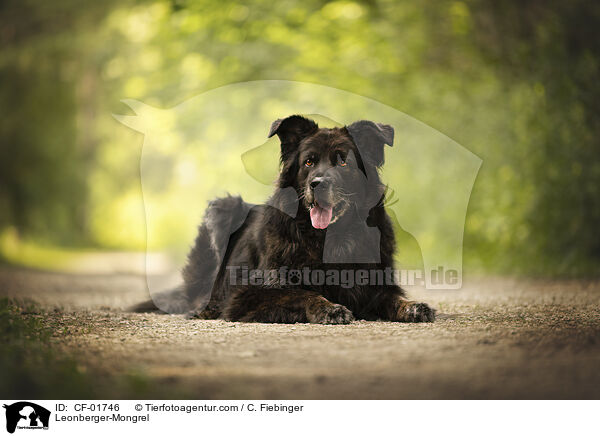 Leonberger-Mischling / Leonberger-Mongrel / CF-01746