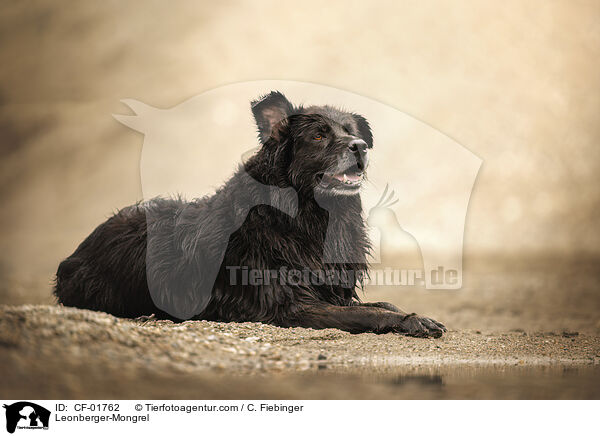 Leonberger-Mischling / Leonberger-Mongrel / CF-01762