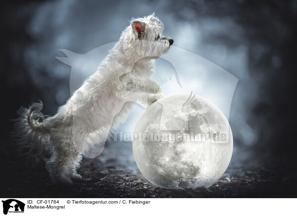Malteser-Mischling / Maltese-Mongrel / CF-01764