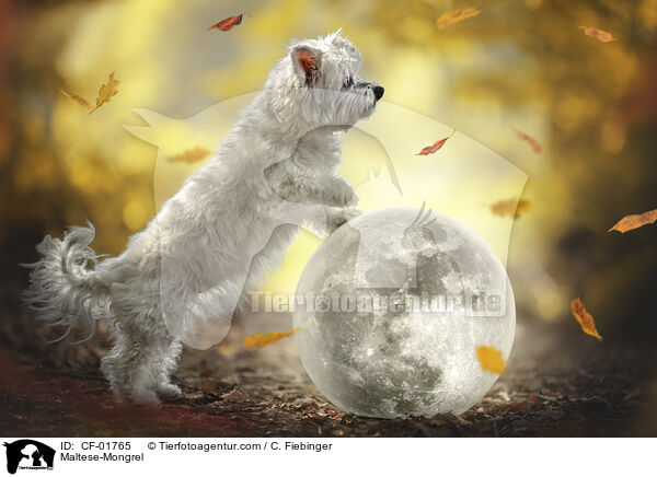 Malteser-Mischling / Maltese-Mongrel / CF-01765