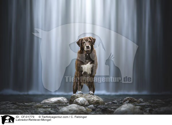 Labrador-Retriever-Mischling / Labrador-Retriever-Mongel / CF-01779