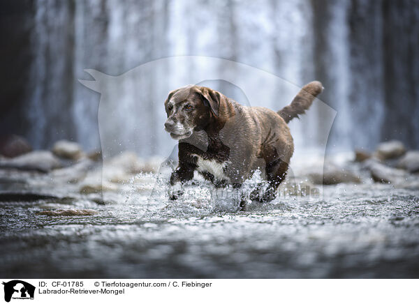 Labrador-Retriever-Mischling / Labrador-Retriever-Mongel / CF-01785