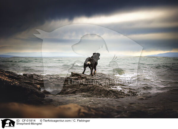 Schferhund-Mischling / Shepherd-Mongrel / CF-01814