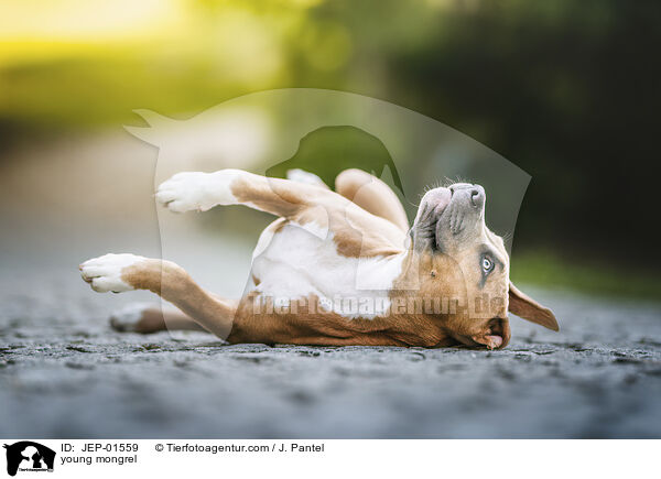 young mongrel / JEP-01559