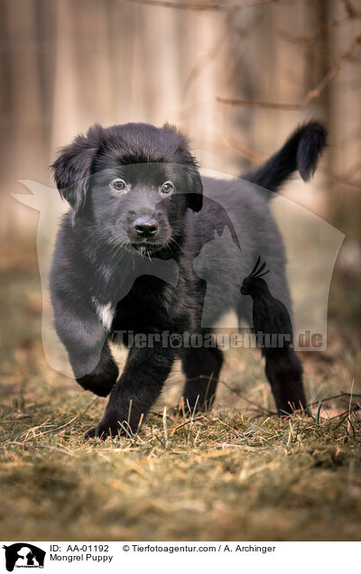 Mongrel Puppy / AA-01192
