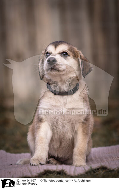Mongrel Puppy / AA-01197