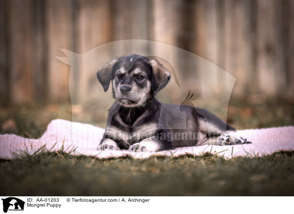 Mongrel Puppy / AA-01203