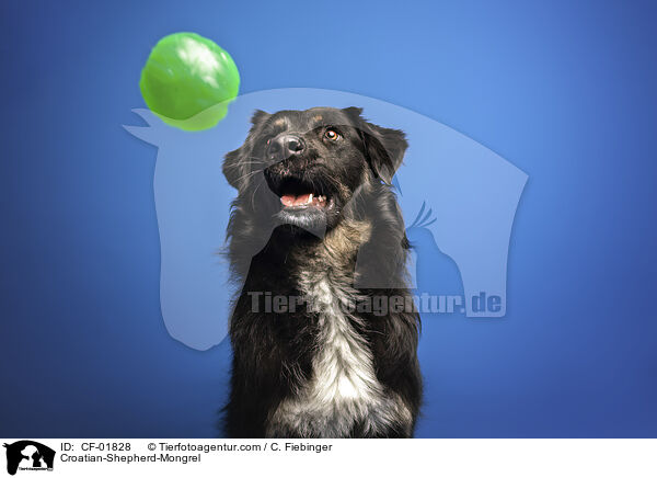 Kroatischer-Schferhund-Mix / Croatian-Shepherd-Mongrel / CF-01828