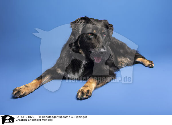 Kroatischer-Schferhund-Mix / Croatian-Shepherd-Mongrel / CF-01829