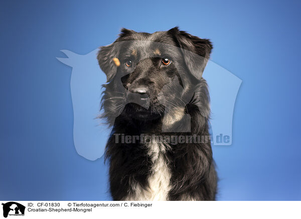 Kroatischer-Schferhund-Mix / Croatian-Shepherd-Mongrel / CF-01830