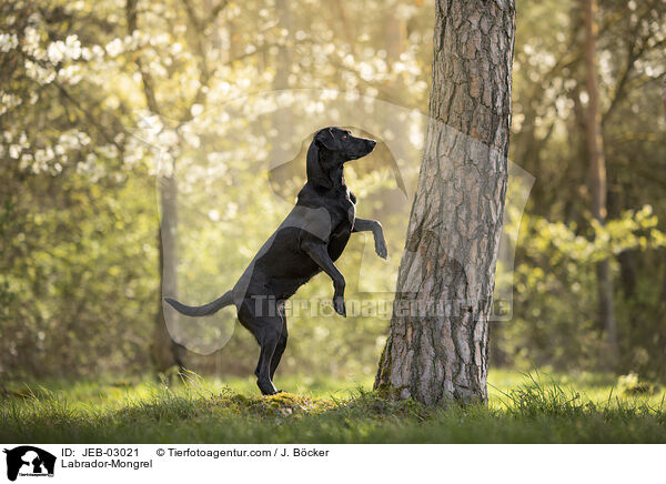 Labrador-Mischling / Labrador-Mongrel / JEB-03021