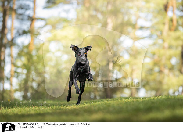 Labrador-Mischling / Labrador-Mongrel / JEB-03028