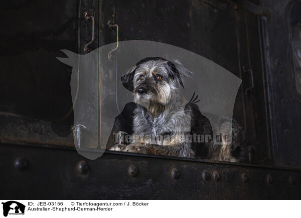 Australian-Shepherd-Deutscher-Htehund / Australian-Shepherd-German-Herder / JEB-03156