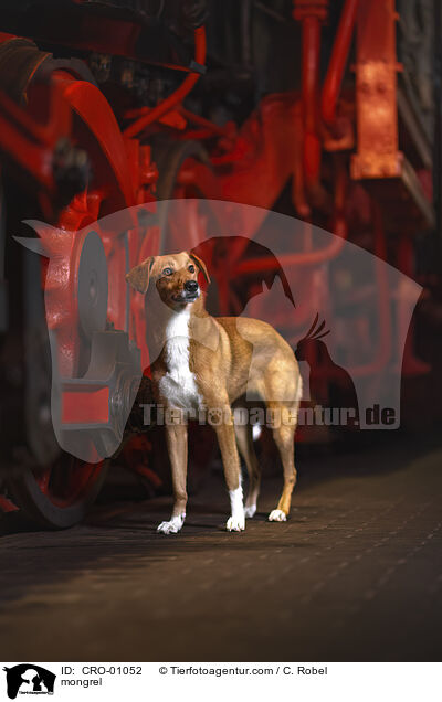 Mischling / mongrel / CRO-01052