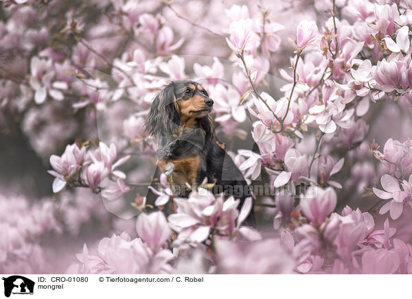 Mischling / mongrel / CRO-01080