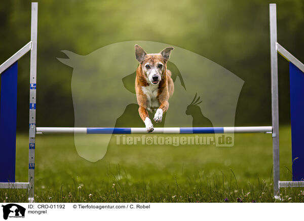 Mischling / mongrel / CRO-01192