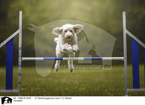 Mischling / mongrel / CRO-01205