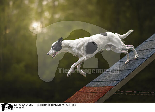 Mischling / mongrel / CRO-01250