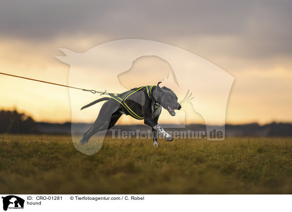Jagdhund / hound / CRO-01281