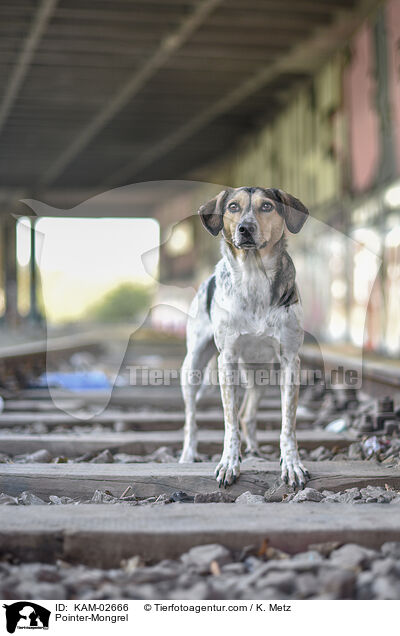 Pointer-Mischling / Pointer-Mongrel / KAM-02666