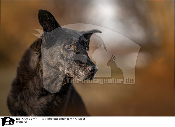 Mischling / mongrel / KAM-02744