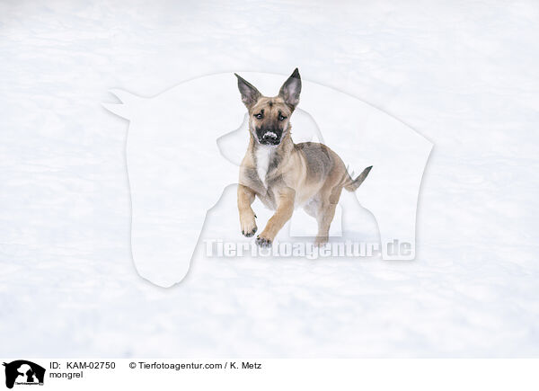 mongrel / KAM-02750