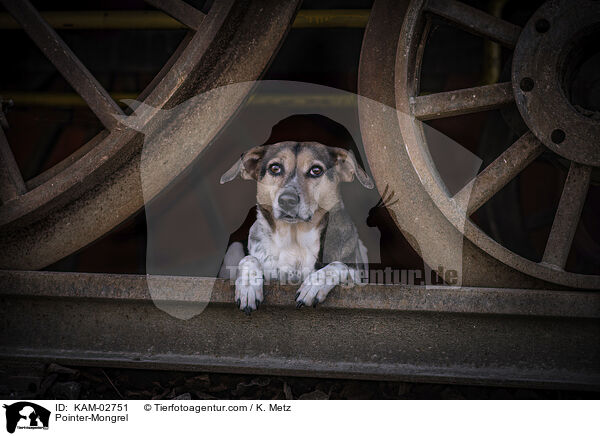 Pointer-Mischling / Pointer-Mongrel / KAM-02751