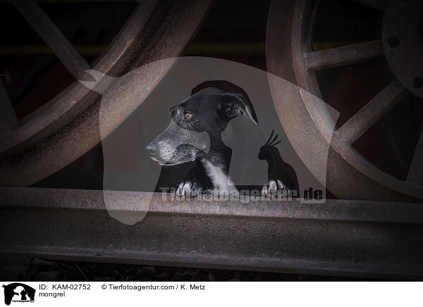 Mischling / mongrel / KAM-02752