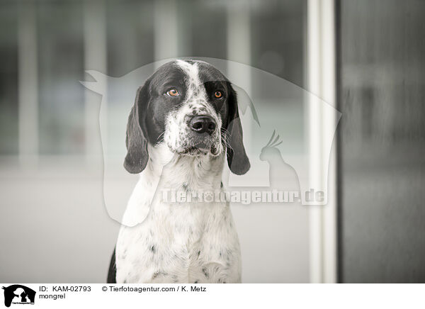 Mischling / mongrel / KAM-02793