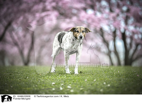 Pointer-Mischling / Pointer-Mongrel / KAM-02806