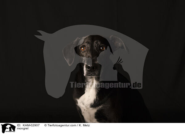 Mischling / mongrel / KAM-02907